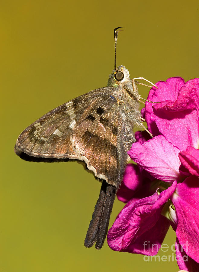 Long-tailed Skipper Butterfly Photograph by Millard H. Sharp