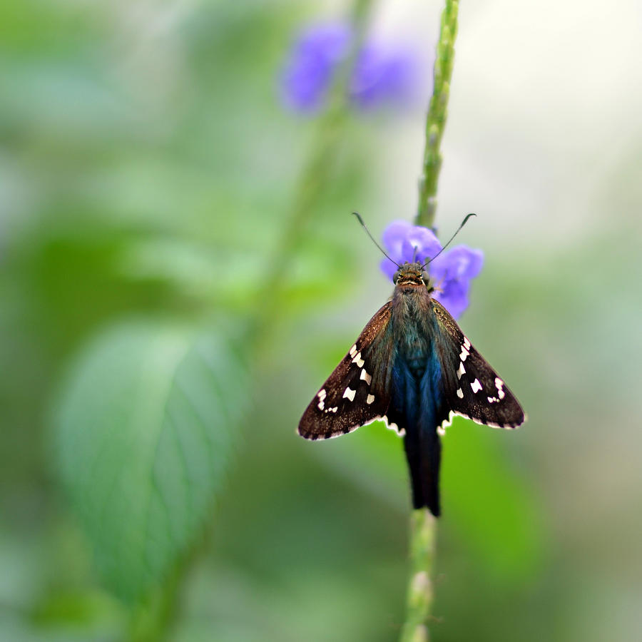 Long Tailed Skipper Photograph by Laura Fasulo