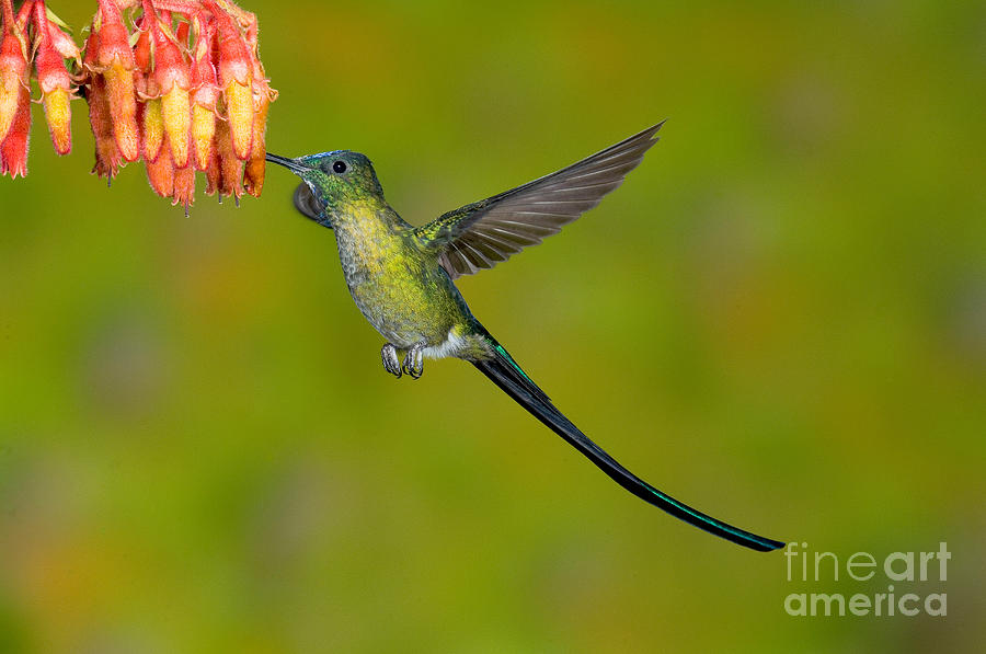 Wildlife Photograph - Long-tailed Sylph by Anthony Mercieca