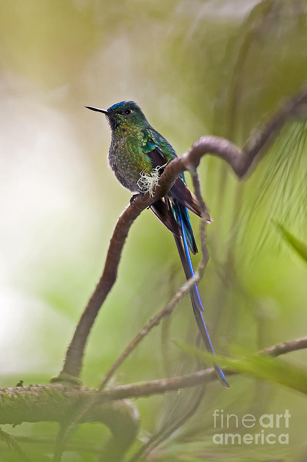 Long-tailed Sylph Photograph by Jean-Luc Baron
