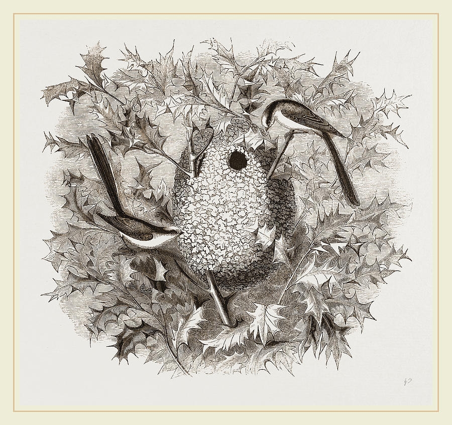 Nature Drawing - Long-tailed Titmice And Nest by Litz Collection