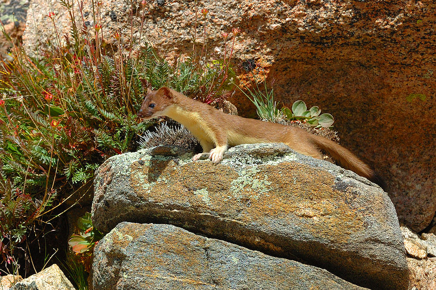 long tailed weasel