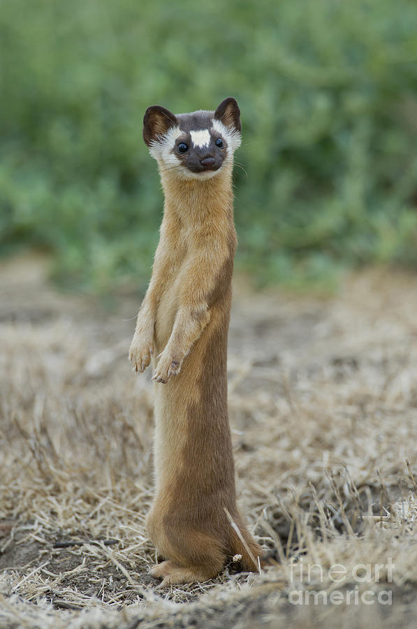 Long-tailed Weasel Photograph by Anthony Mercieca