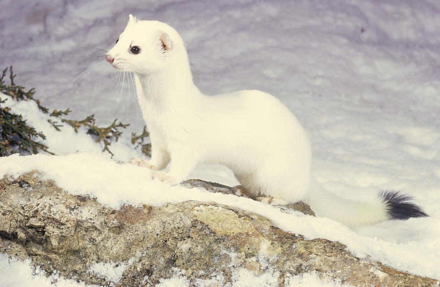 Long-tailed Weasel Photograph by Phil A. Dotson