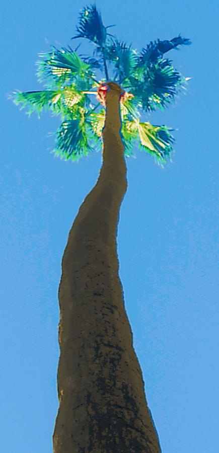 Long Tall Palm Tree Photograph