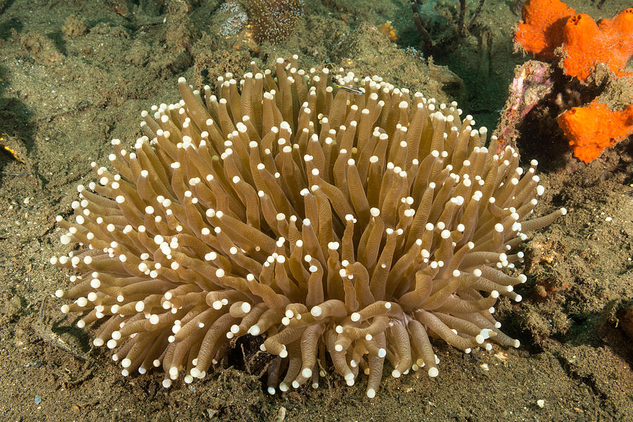 Long Tentacle Plate Coral Photograph by Andrew J. Martinez