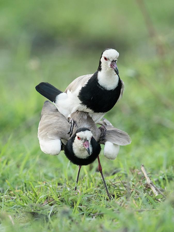 Long Toed Lapwings Mating Photograph By Tony Camacho Science Photo Library