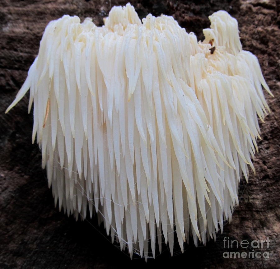 Long Toothed Fungi Photograph by Joshua Bales