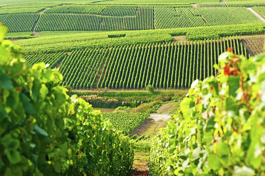 Long View Of Grape Vineyards In Cramant Photograph by Alphotographic