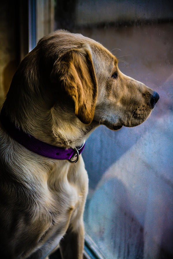 Labrador Retriever Photograph - Long Wait by Pandyce McCluer