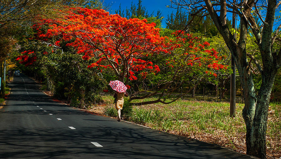 Long Way along the Road. Mauritius Photograph by Jenny Rainbow