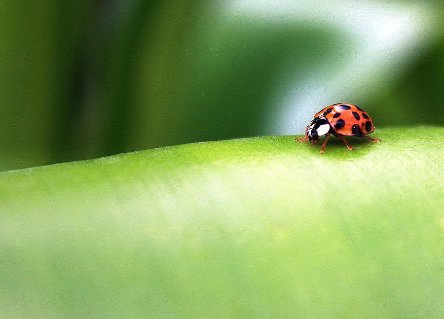 Ladybug Photograph - Long way to go by Martina  Rathgens