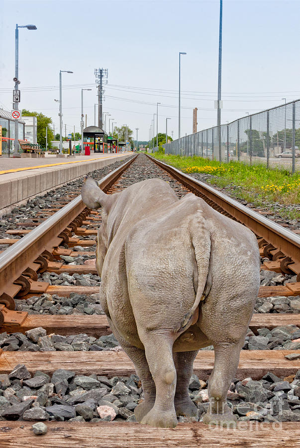 Rhino on a railway track Photograph by Les Palenik