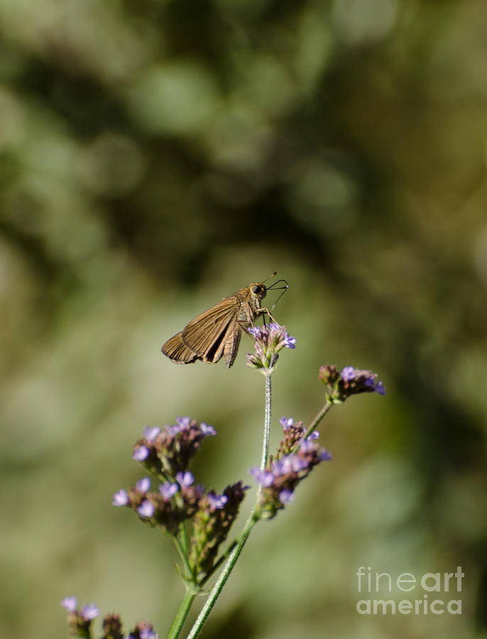 Long-winged Skipper Butterfly Photograph