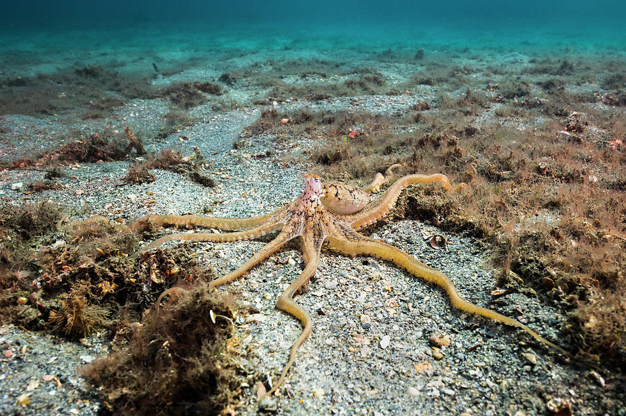 Octopus Photograph - Longarm Octopus Crawls by Jennifor Idol