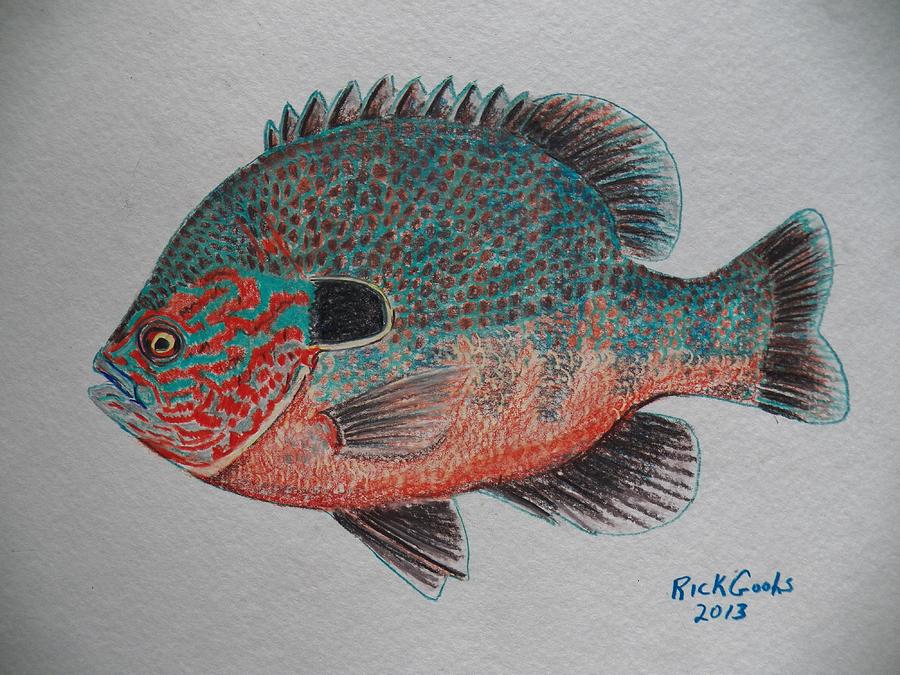 Longear Sunfish by Richard Goohs
