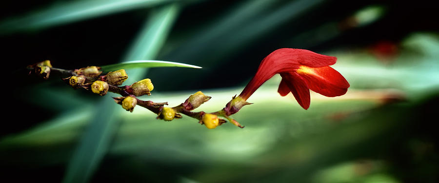 Flowers Still Life Photograph - Longevity by Darlene Kwiatkowski
