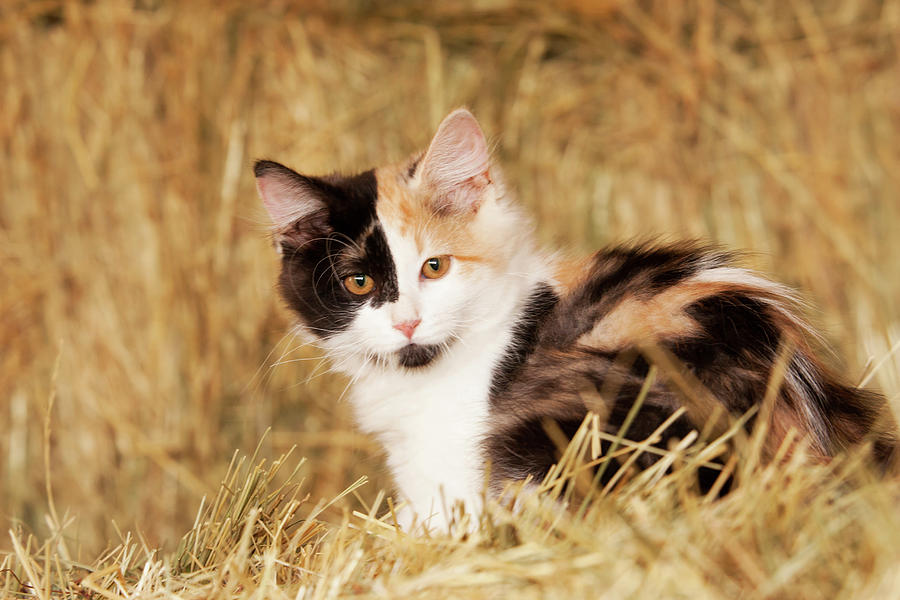 Longhair Calico Kitten In Golden Grass Photograph by Piperanne Worcester -  Pixels