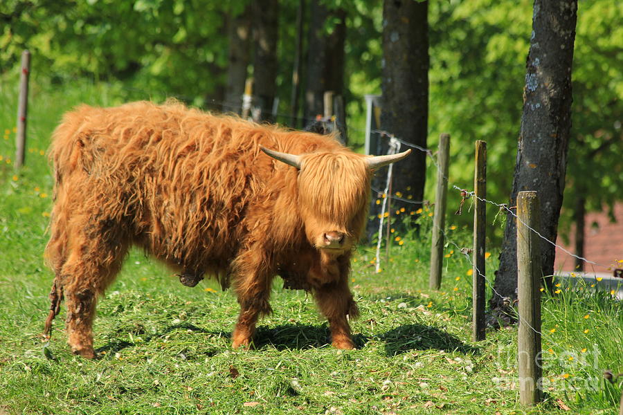 Longhaired cow Photograph by Amanda Mohler