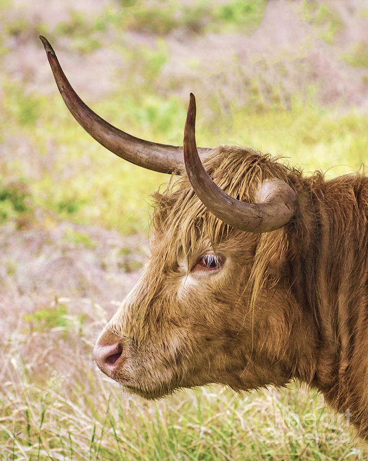 Nature Photograph - Longhorn 2 by Linsey Williams