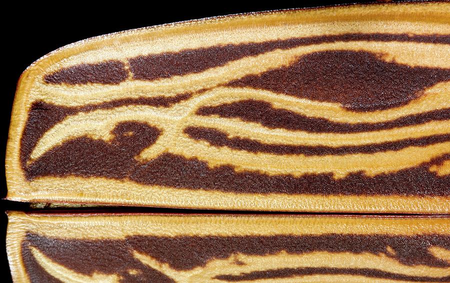Longhorn Beetle Cuticle Detail Photograph by Pascal Goetgheluck/science Photo Library