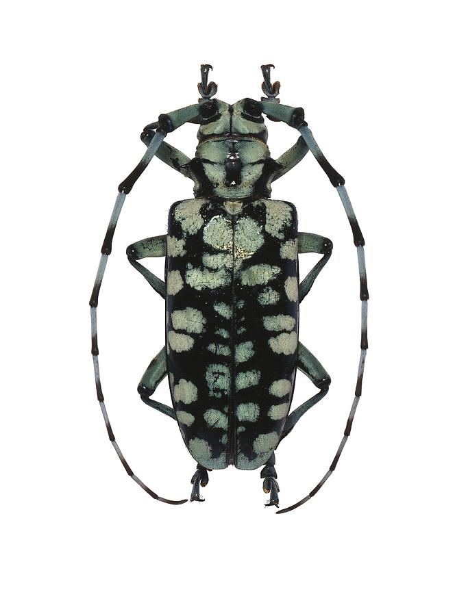 Longhorn beetle Photograph by Science Photo Library