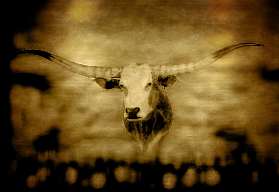 Longhorn Bull Photograph by David Yocum