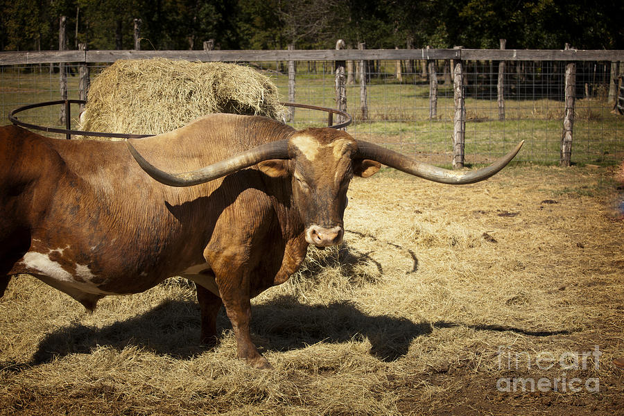 Longhorn Bull from Texas for Breeding in  Color 3090.02 Photograph by M K Miller