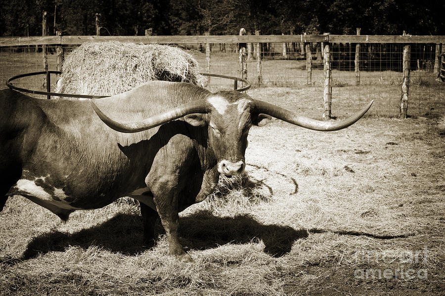 Longhorn Bull from Texas for Breeding in  Sepia 3090.01 Photograph by M K Miller