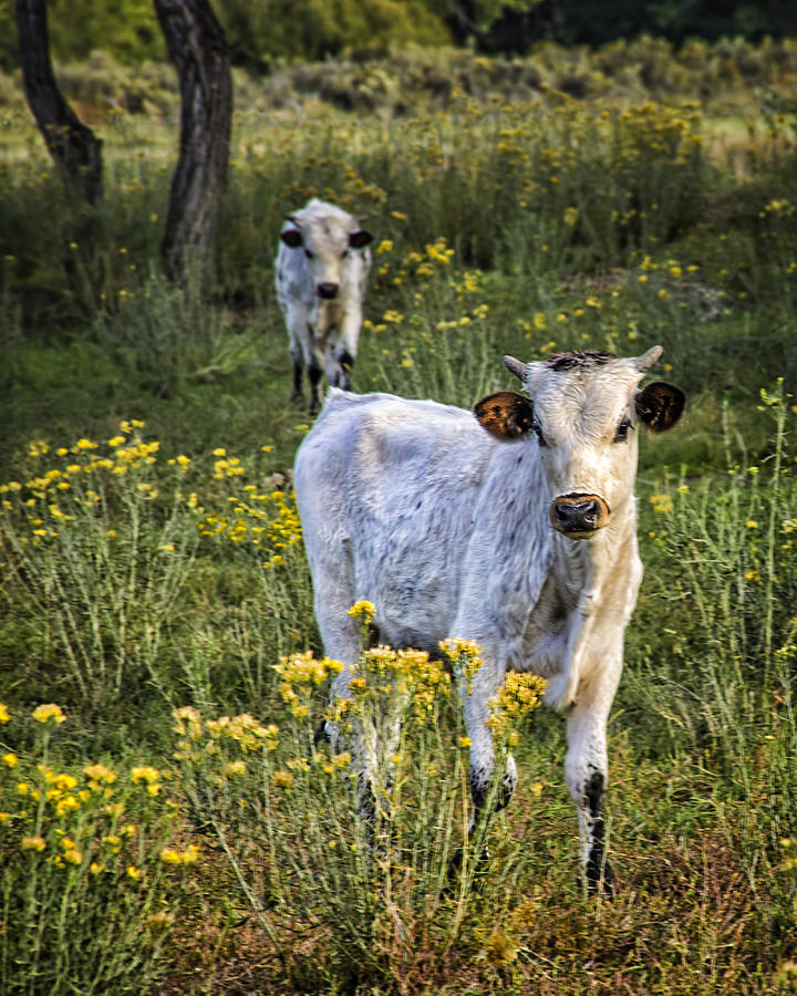 Longhorn Calves Photograph by Priscilla Burgers