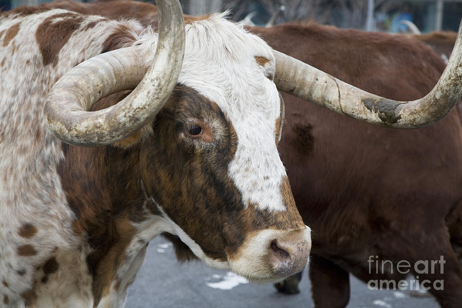 Longhorn Cattle Photograph by Jim West