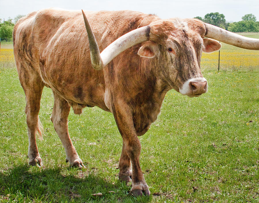Bull Photograph - Texas Longhorn  by David and Carol Kelly
