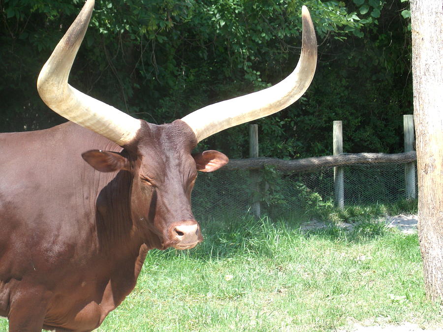 Longhorn Face Photograph by Daniel Martinez - Fine Art America