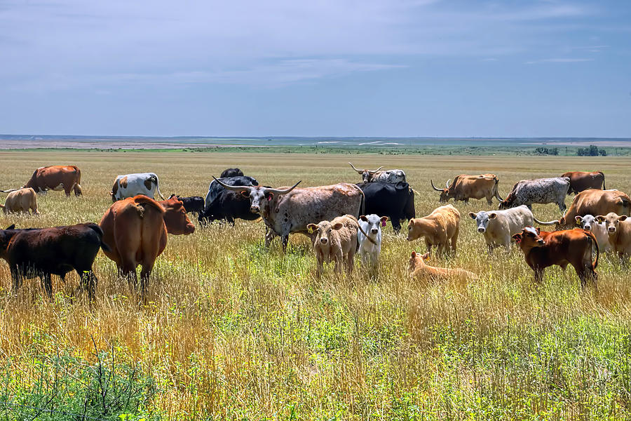 Longhorn Herd Photograph by Alan Hutchins | Fine Art America