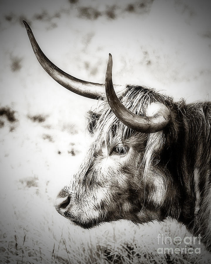 Nature Photograph - Longhorn by Linsey Williams