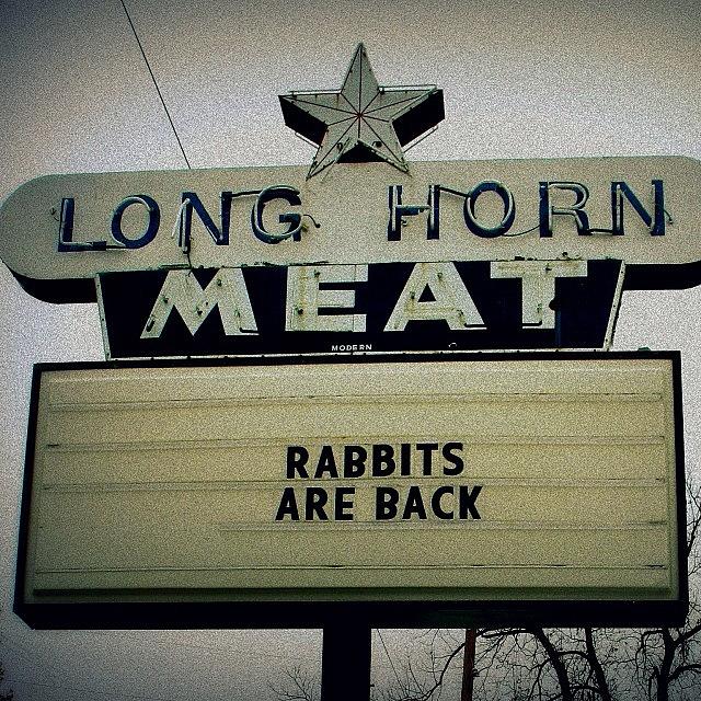Rabbit Photograph - Longhorn Meat #rabbits Are Back by Gia Marie Houck