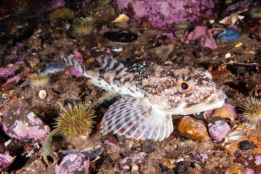Longhorn Sculpin Photograph by Andrew J Martinez