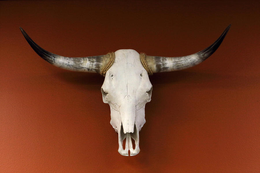 Longhorn Skull and Horns Photograph by Linda Phelps