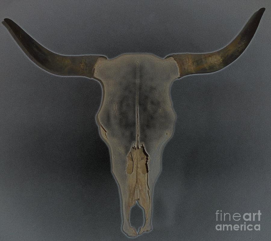 Longhorn Skull Photograph by Barbie Corbett-Newmin