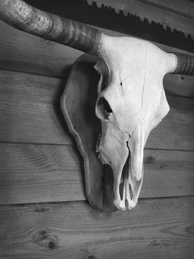 Longhorn Skull black and white photograph  Photograph by Ann Powell
