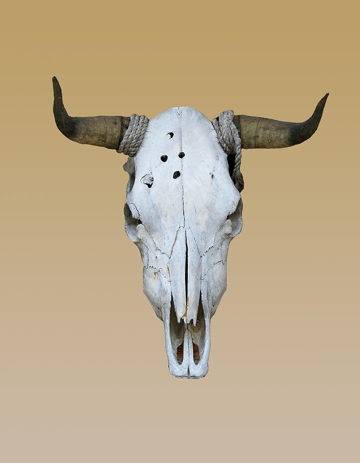 Longhorn Skull Photograph by Linda Phelps