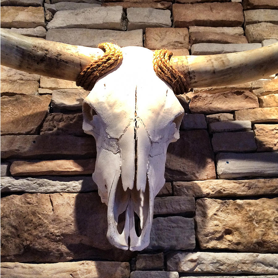 Longhorn Skull Photograph by Patricia Januszkiewicz