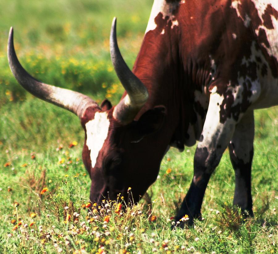 Cow Photograph - Longhorn Steer by Audreen Gieger