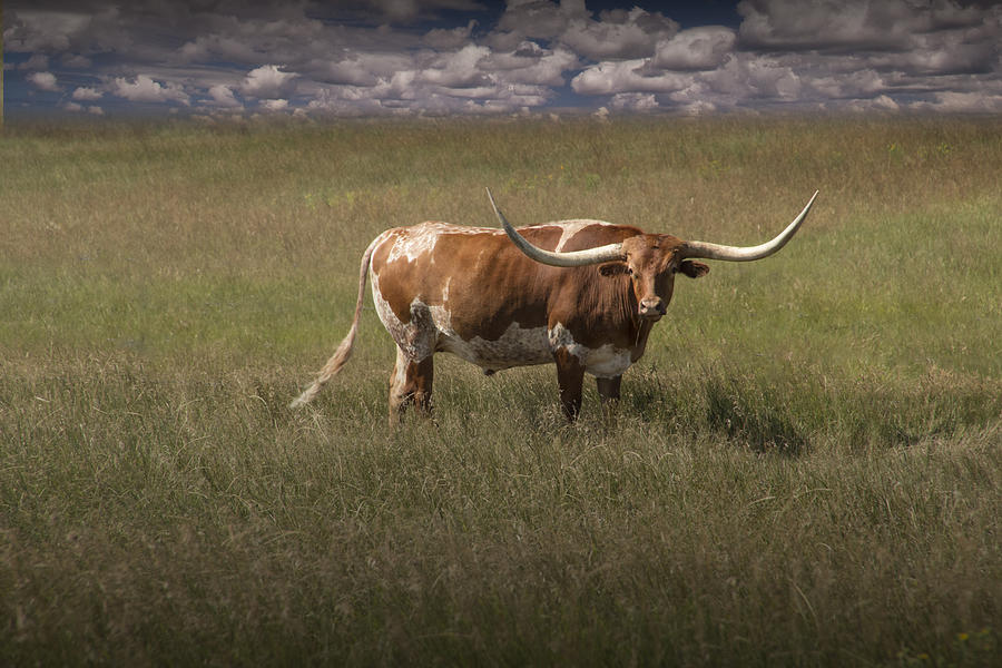 Cow Photograph - Longhorn Steer on the Prairie by Randall Nyhof