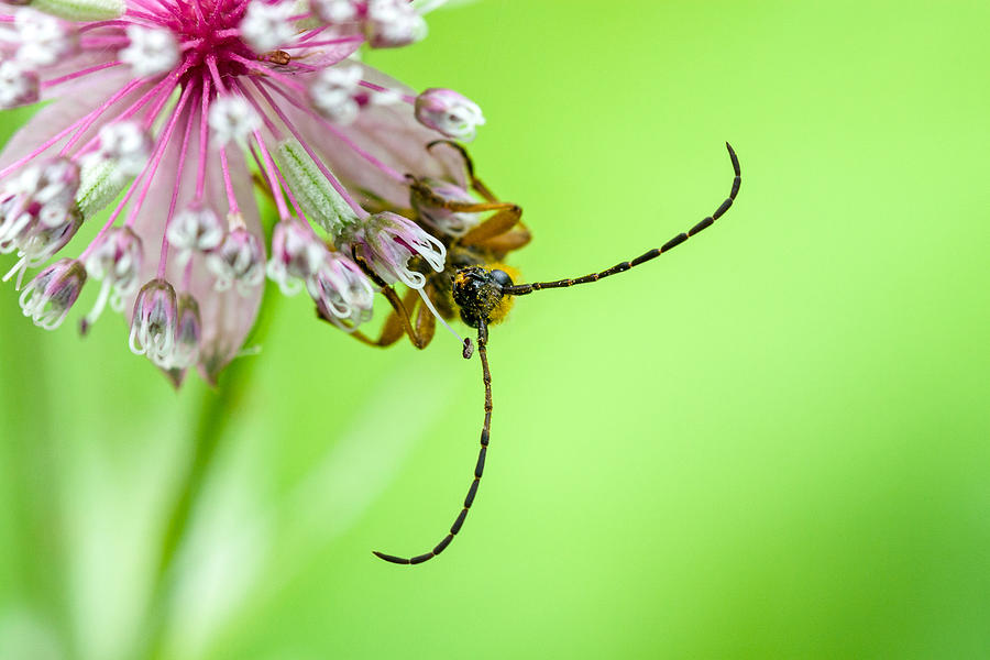 Longhorned Beetle on Astrantia  Photograph by Michael Russell