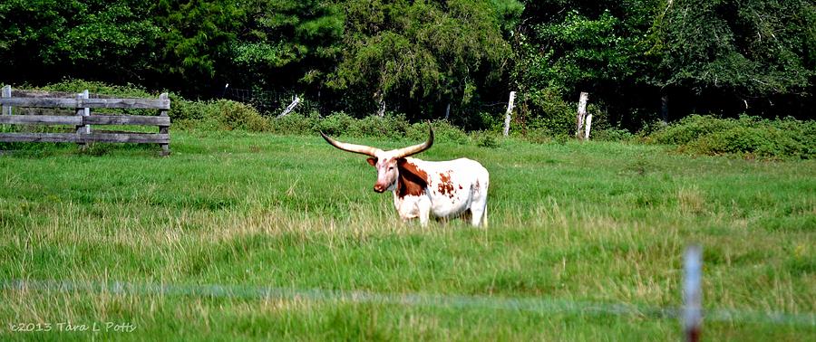 Longhorned Cattle Photograph by Tara Potts