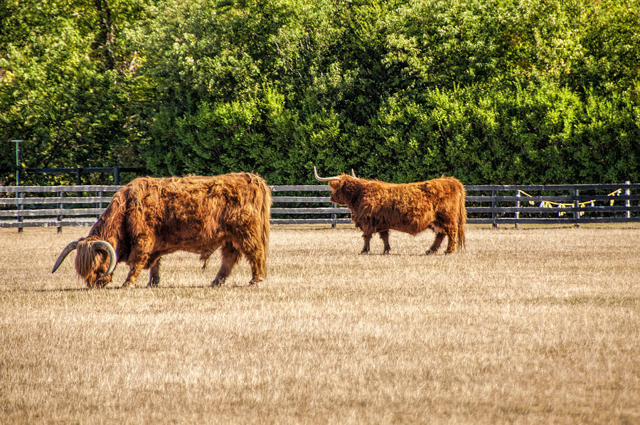Cattle Photograph - Longhorns by Cathy Kovarik