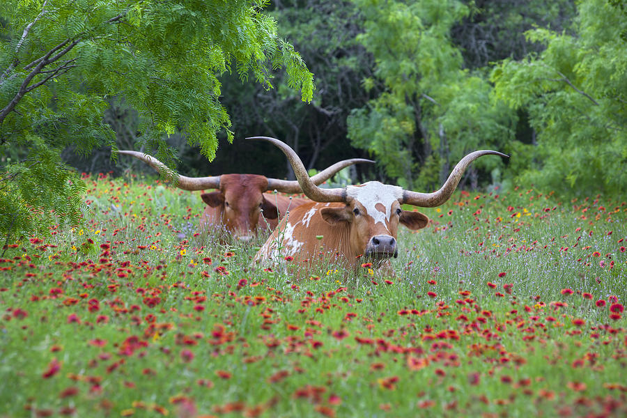 Longhorns Photograph - Longhorns in a Field of Texas Wildflowers 1 by Rob Greebon