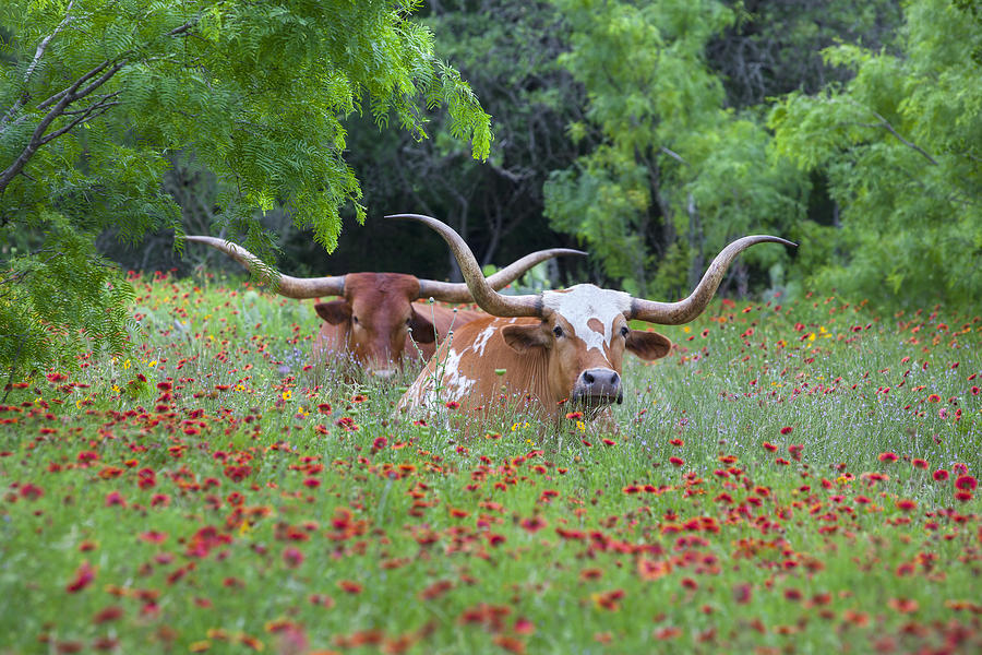 Longhorns in a Field of Texas Wildflowers Photograph by Rob Greebon