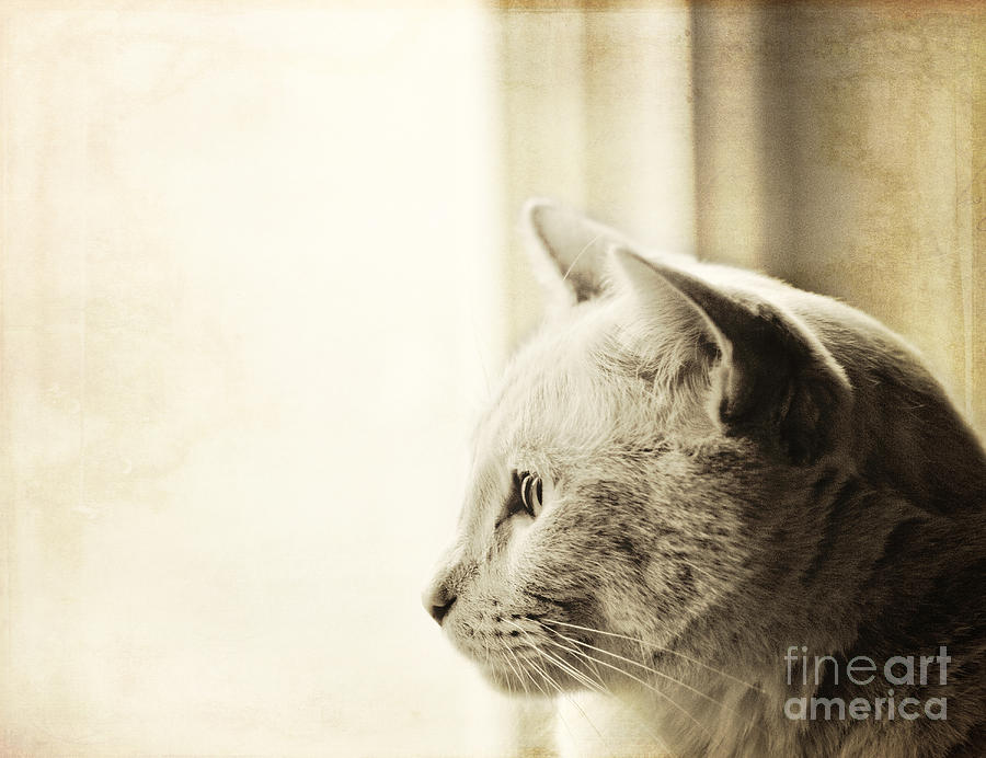 Cat Photograph - Longing by Pam  Holdsworth
